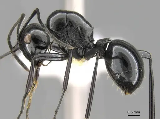 Polyrhachis goramensis specimen CASENT0906786 image casent0906786_3