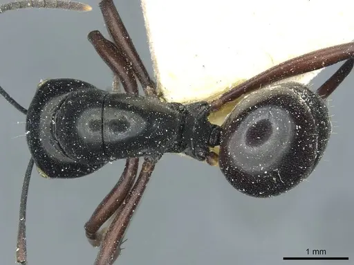 Polyrhachis goramensis specimen CASENT0912099 image casent0912099_1