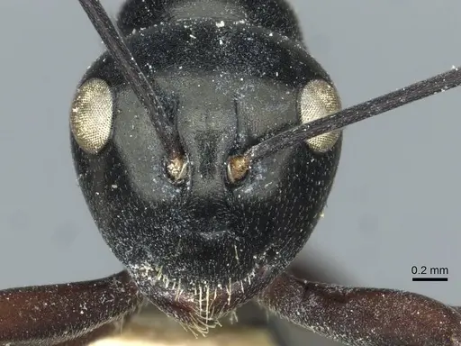 Polyrhachis goramensis specimen CASENT0912099 image casent0912099_2