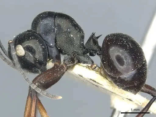 Polyrhachis goramensis specimen CASENT0912099 image casent0912099_3