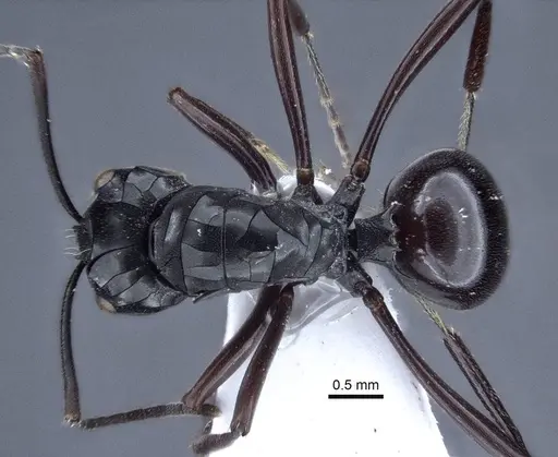 Polyrhachis goramensis specimen CASENT0916757 image casent0916757_1