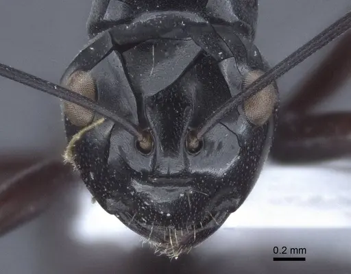 Polyrhachis goramensis specimen CASENT0916757 image casent0916757_2
