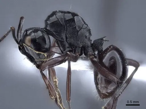Polyrhachis goramensis specimen CASENT0916757 image casent0916757_3