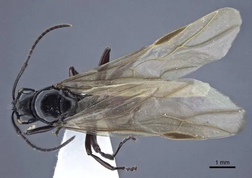 Polyrhachis goramensis specimen CASENT0916758 image casent0916758_1