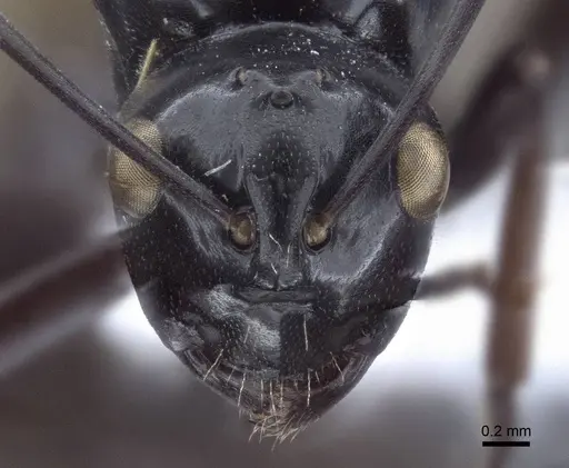 Polyrhachis goramensis specimen CASENT0916758 image casent0916758_2