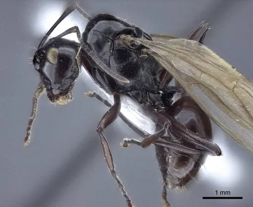 Polyrhachis goramensis specimen CASENT0916758 image casent0916758_3