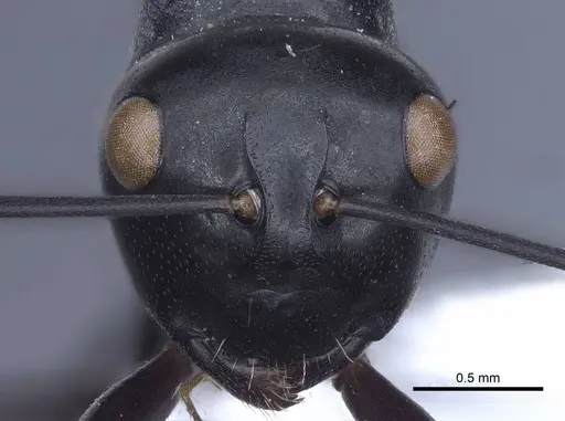 Polyrhachis goramensis specimen CASENT0916771 image casent0916771_2