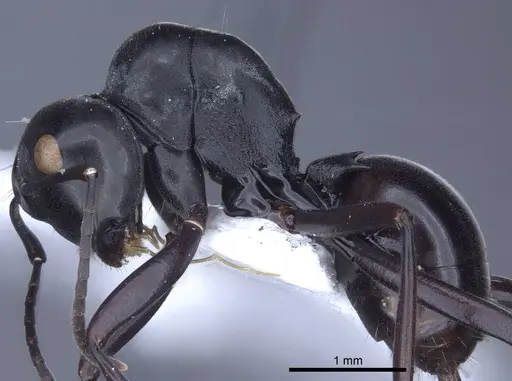Polyrhachis goramensis specimen CASENT0916771 image casent0916771_3