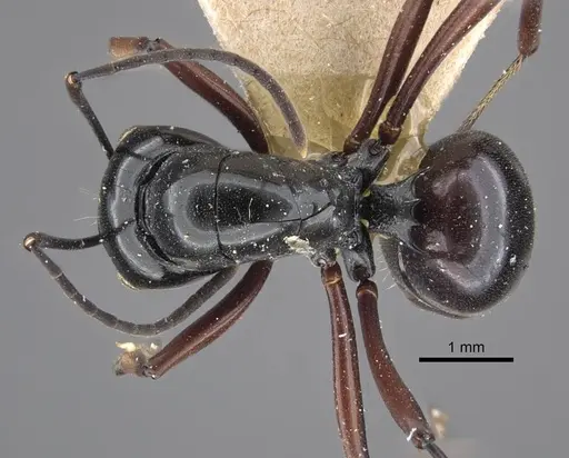 Polyrhachis goramensis specimen CASENT0917291 image casent0917291_1