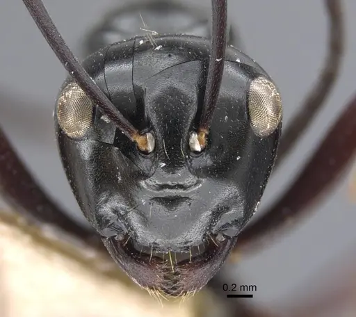 Polyrhachis goramensis specimen CASENT0917291 image casent0917291_2