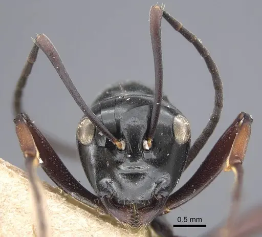 Polyrhachis goramensis specimen CASENT0917291 image casent0917291_3