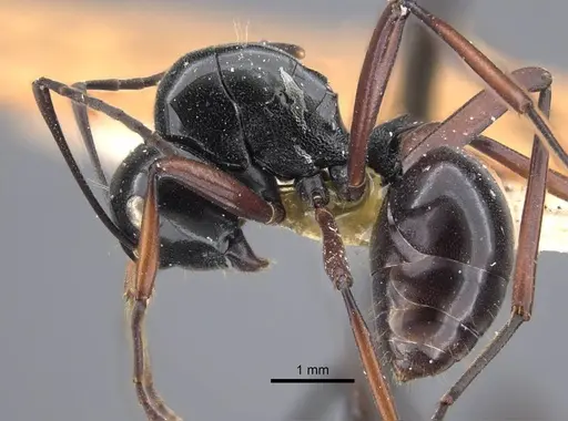 Polyrhachis goramensis specimen CASENT0917291 image casent0917291_4
