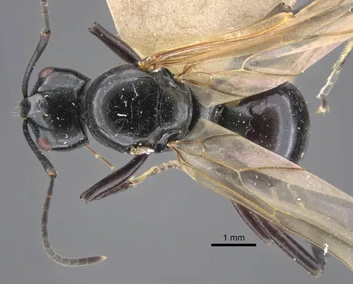 Polyrhachis goramensis specimen CASENT0917292 image casent0917292_1