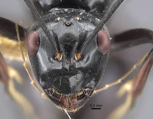 Polyrhachis goramensis specimen CASENT0917292 image casent0917292_2