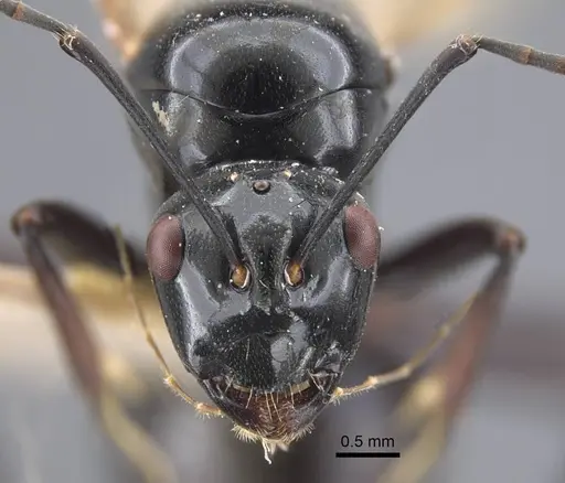 Polyrhachis goramensis specimen CASENT0917292 image casent0917292_3