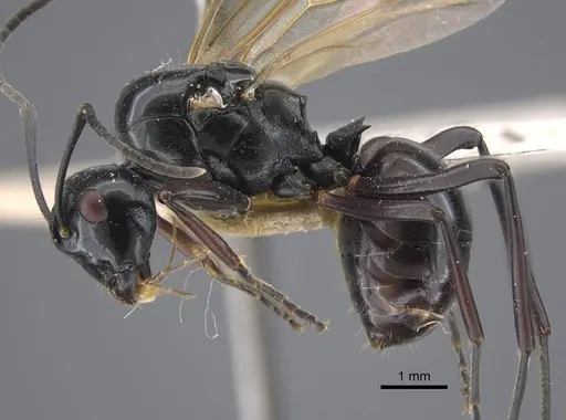Polyrhachis goramensis specimen CASENT0917292 image casent0917292_4