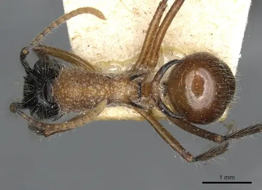 Polyrhachis gracilior specimen CASENT0910866 image casent0910866_1