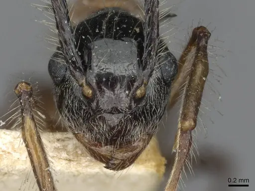 Polyrhachis gracilior specimen CASENT0910866 image casent0910866_2