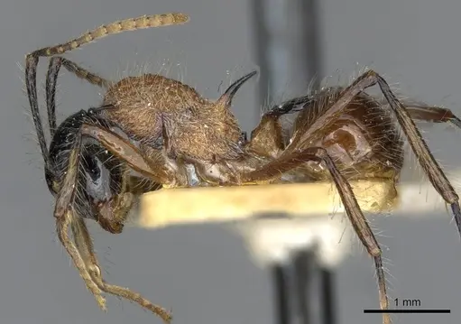 Polyrhachis gracilior specimen CASENT0910866 image casent0910866_3