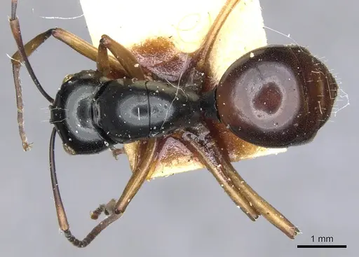 Polyrhachis grandis specimen CASENT0903411 image casent0903411_1