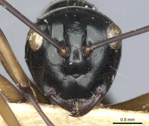 Polyrhachis grandis specimen CASENT0903411 image casent0903411_2