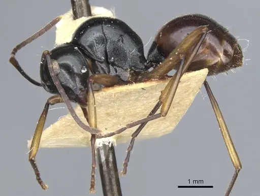 Polyrhachis grandis specimen CASENT0903411 image casent0903411_3