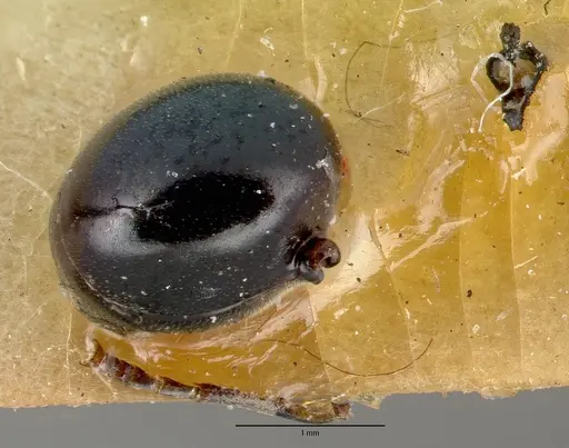Polyrhachis grandis specimen CASTYPE06996 image castype06996_1