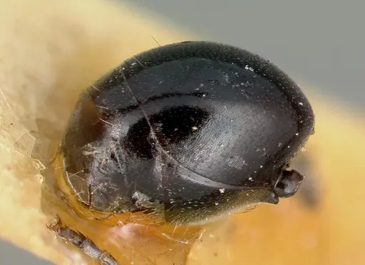 Polyrhachis grandis specimen CASTYPE06996 image castype06996_3