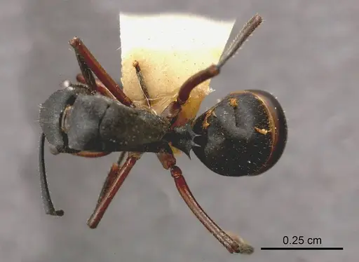 Polyrhachis gravis specimen ANTWEB1008263 image antweb1008263_1