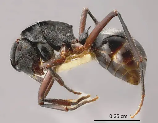 Polyrhachis gravis specimen ANTWEB1008263 image antweb1008263_2