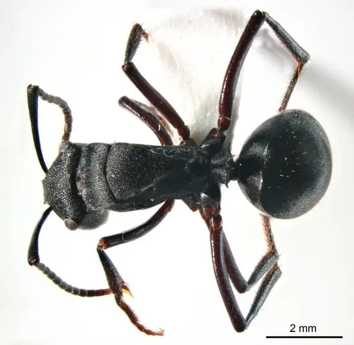 Polyrhachis gravis specimen ANTWEB1008705 image antweb1008705_1