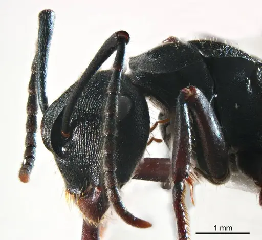 Polyrhachis gravis specimen ANTWEB1008705 image antweb1008705_3