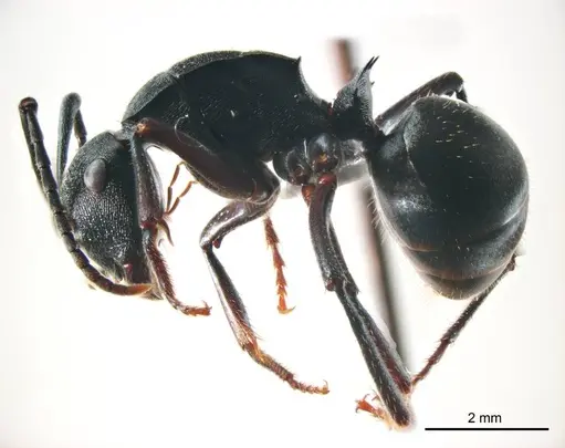 Polyrhachis gravis specimen ANTWEB1008705 image antweb1008705_4