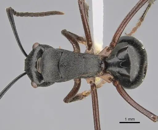 Polyrhachis gravis specimen CASENT0887775 image casent0887775_1