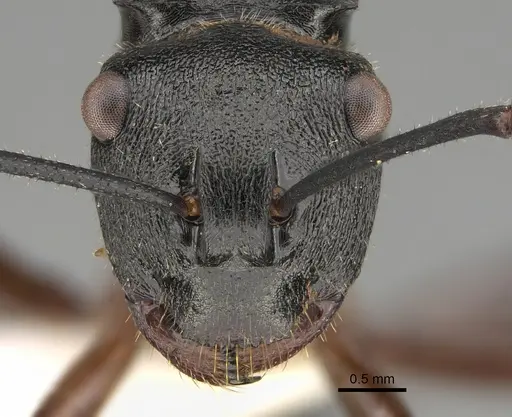 Polyrhachis gravis specimen CASENT0887775 image casent0887775_2