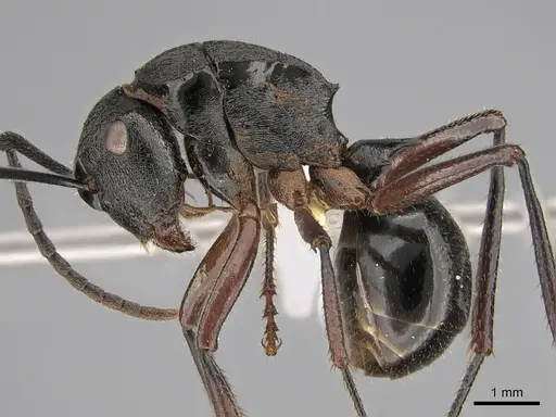 Polyrhachis gravis specimen CASENT0887775 image casent0887775_3