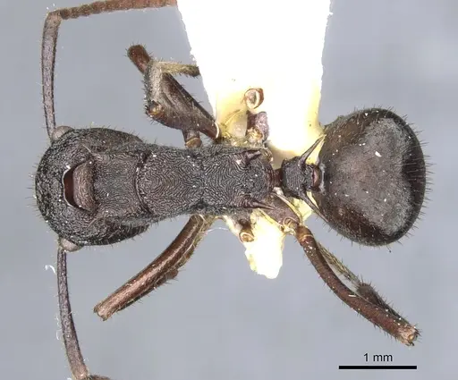 Polyrhachis greensladei specimen CASENT0903353 image casent0903353_1