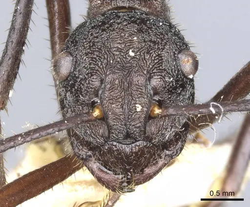 Polyrhachis greensladei specimen CASENT0903353 image casent0903353_2
