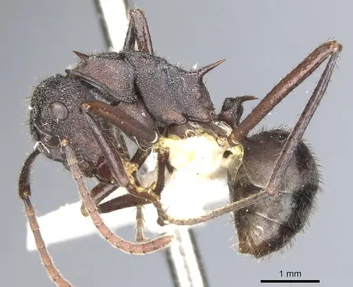 Polyrhachis greensladei specimen CASENT0903353 image casent0903353_3