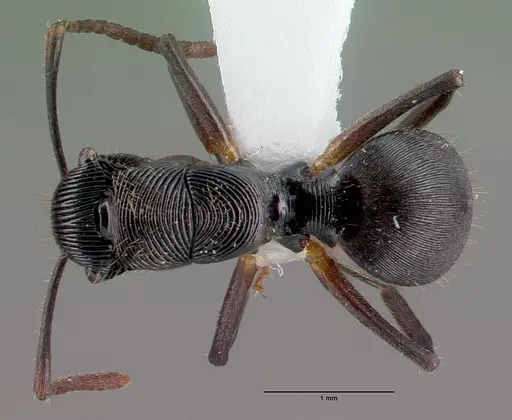 Polyrhachis gressitti specimen CASENT0009243 image casent0009243_1