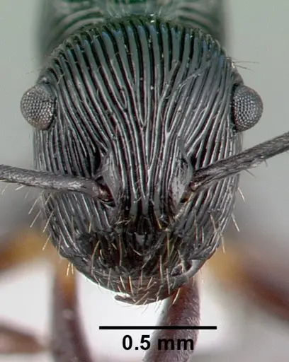 Polyrhachis gressitti specimen CASENT0009243 image casent0009243_2
