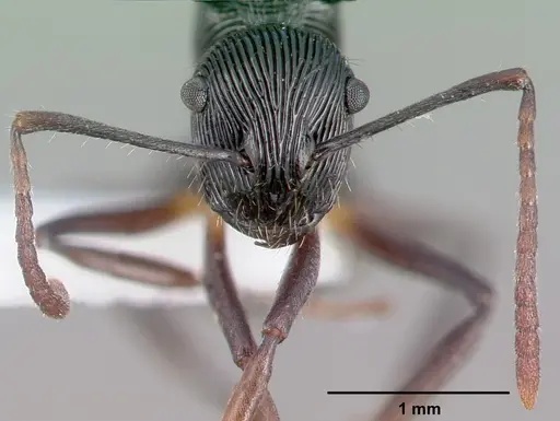 Polyrhachis gressitti specimen CASENT0009243 image casent0009243_3