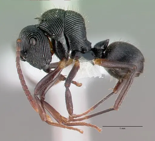 Polyrhachis gressitti specimen CASENT0009243 image casent0009243_4