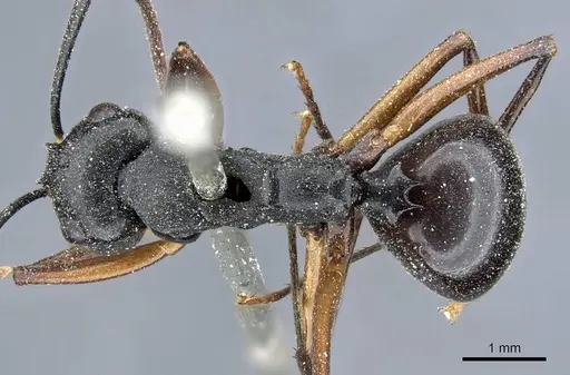 Polyrhachis gribodoi specimen CASENT0905553 image casent0905553_1
