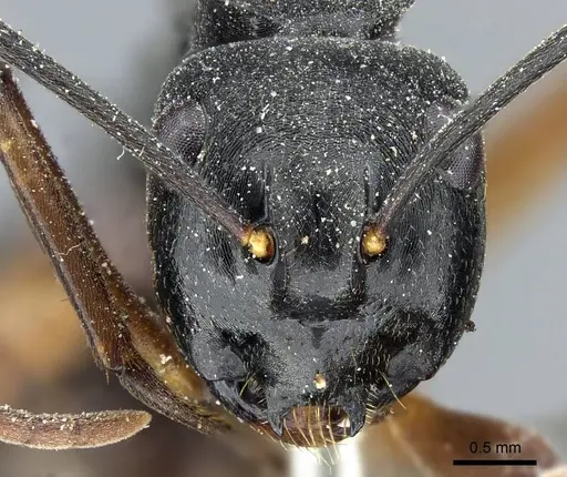 Polyrhachis gribodoi specimen CASENT0905553 image casent0905553_2