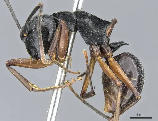 Polyrhachis gribodoi specimen CASENT0905553 image casent0905553_3