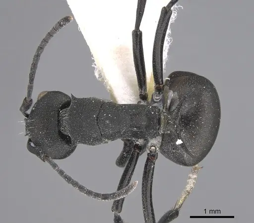 Polyrhachis grisescens specimen CASENT0217772 image casent0217772_1