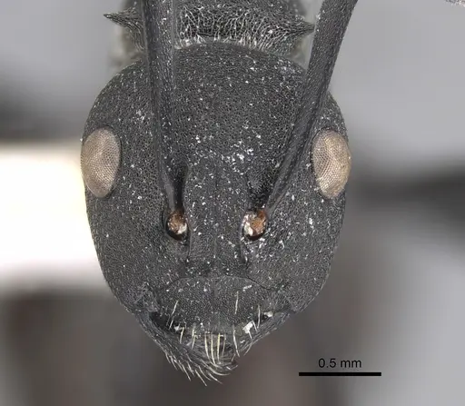 Polyrhachis grisescens specimen CASENT0217772 image casent0217772_2