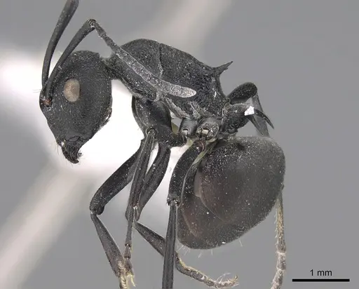 Polyrhachis grisescens specimen CASENT0217772 image casent0217772_3