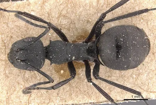 Polyrhachis grisescens specimen CASENT0905639 image casent0905639_1